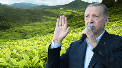 Erdoğan, 2023 yılı yaş çay alım fiyatını açıkladı