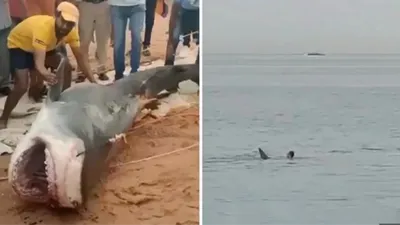 Rus turisti öldüren köpekbalığı mumyalanıyor