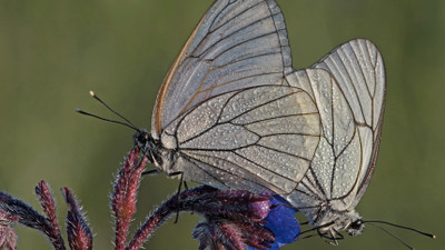 100 yıl önce soyu tükenen kelebek türü, yeniden ortaya çıktı