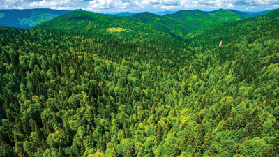 Türkiye Ormancılar Derneği Başkanı Özkara: Ormanlardaki büyük tehlike 'imar rantı'