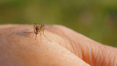 Çok kritik sivrisinek uyarısı: Kontrolden çıktı