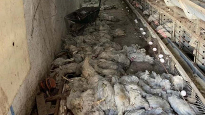 Diyarbakır'da çiftlikte çıkan yangında 20 bin tavuk öldü, 32 bin tavuk tedavi altında