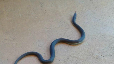 Prof. Dr. Ayça Açıkalın Akpınar yılan sokması olayında hayat kurtaran bilgiyi verdi