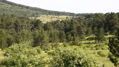 Eskişehir'de ormanlara girişler yasaklandı
