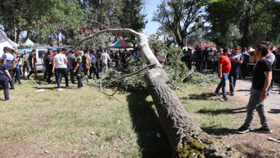 Kırkpınar Yağlı Güreşleri'nde ağaç devrildi: 2 yaralı