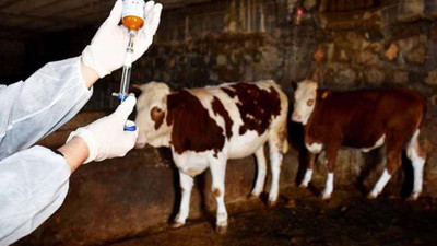 Samsun'da şap hastalığı nedeniyle hayvan pazarları kapatıldı