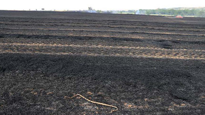 Buğday ekili tarlada çıkan yangında 30 dönüm alan zarar gördü
