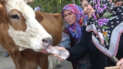 Yalova'da köylüler susuzluk nedeniyle inekleriyle yol keserek eylem yaptılar