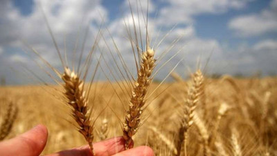 Karadeniz'deki gerilim buğday fiyatlarını arttırdı