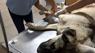 Manisa'da sokak köpeği av tüfeğiyle öldürüldü