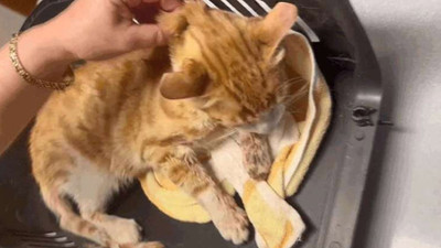 Çenesi kırılmış ve dili kesilmiş halde bulunan kedi yaşamını yitirdi