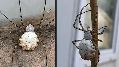 Gümüşhane'de görüldü: Dünyanın en zehirli örümceklerinden biri