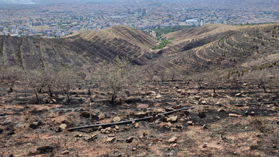 Ot yangını ormana sıçradı: 5 bin fidan yandı