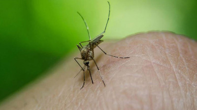 Yunanistan’da Batı Nil Virüsü vakalarında artış yaşanıyor