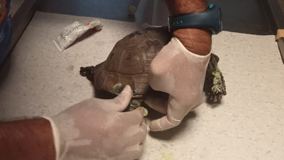 Orman yangınından kurtarılan kaplumbağalar tedavi ediliyor