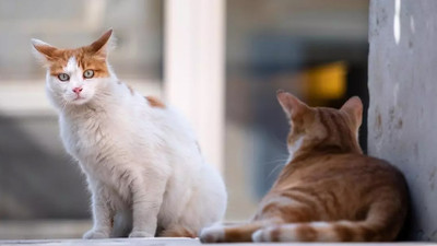 Eyüpsultan'da kedilere asitli işkenceye para cezası