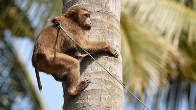 Hindistan'da G20 Zirvesi öncesi 'maymun' önlemi