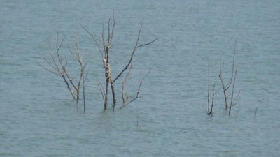 Tekirdağ’da korkutan görüntü: Sular çekildi, barajdaki çalı ve ağaçlar ortaya çıktı