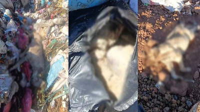Diyarbakır'da çöp depolama alanında çok sayıda ölü köpek bulundu