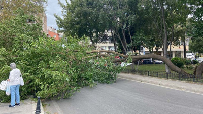 Şiddetli rüzgar Kadıköy'de ağaç devirdi