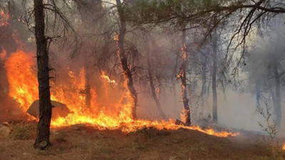 Edirne'de orman yangını 