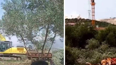 Hatay'da TOKİ konutları için dalında zeytin olan ağaçlar kesildi