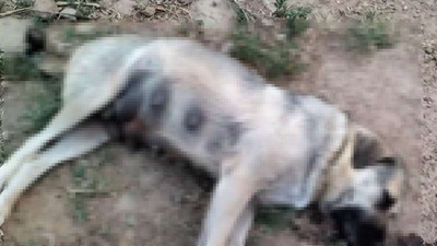 11 köpek boş arazide ölü bulundu: İnceleme başlatıldı
