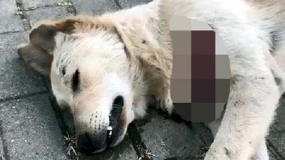 Avcılar'da vahşet: Hayvanlar bıçaklanarak öldürüldü