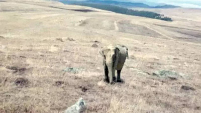 Ardahan'da fil alarmı: Çobanın paylaşımı ortalığı karıştırdı, jandarma harekete geçti