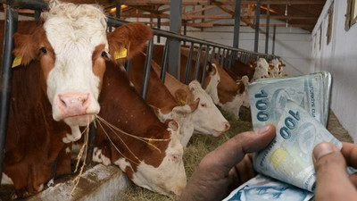 Çiftçilere destek ödemeleri arttırıldı: Buzağı, anaç koyun, koç, teke... Yüzde 50 hibe de var