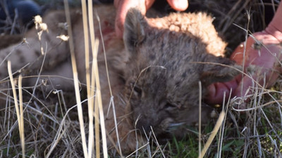 Şanlıurfa'da yol kenarında bulunan yavru aslan öldü