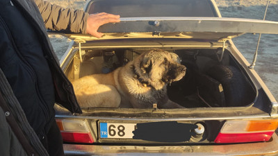 Bahisle köpek dövüşü vahşeti: Gözaltına alındılar