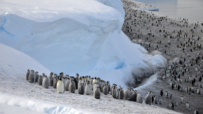 Güney Kutbu'nda 4 yeni imparator penguen kolonisi keşfedildi