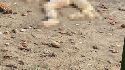 Bodrum'da sahilde başı kesilmiş erkek cesedi bulundu