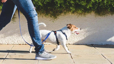 İtalya'da sokağa dışkılayan köpekler DNA testiyle belirlenip sahiplerine ceza kesilecek