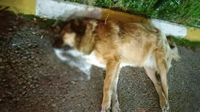 İzmir'de zehirlenen köpeklerin 11'i öldü
