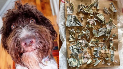 Minik köpekleri masaya bıraktıkları 4 bin doları yedi