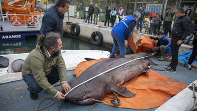 4 metrelik cam göz köpek balığı Mersin'de kıyıya vurdu