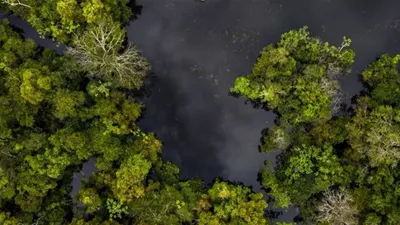 Panama Kanalı'nda milyonlarca yıl önce yok olan orman yeniden keşfedildi