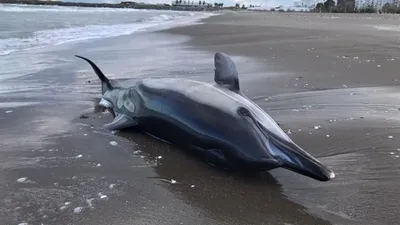 1.5 metrelik ölü yunus balığı karaya vurdu