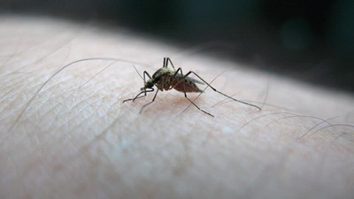 Sivrisinek şikayetleri arttı: Kış uykusuna yatmadılar