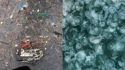 Marmara'da denizanası istilası: Deprem kadar tehlikeli