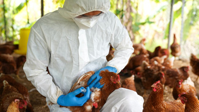 Kamboçya'da bir kişide daha kuş gribi virüsü tespit edildi