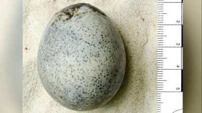 1700 yıllık Roma yumurtası hâlâ sağlam