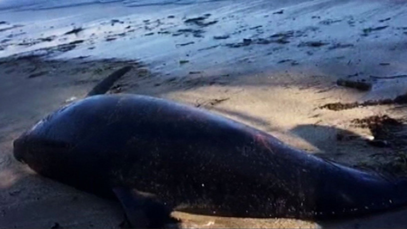 Sinop’ta 3 cansız yunus kıyıya vurdu