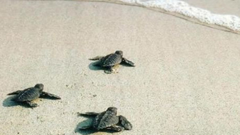 MHP'li başkan talimat verdi, caretta caretta yuvaları kumla dolduruldu