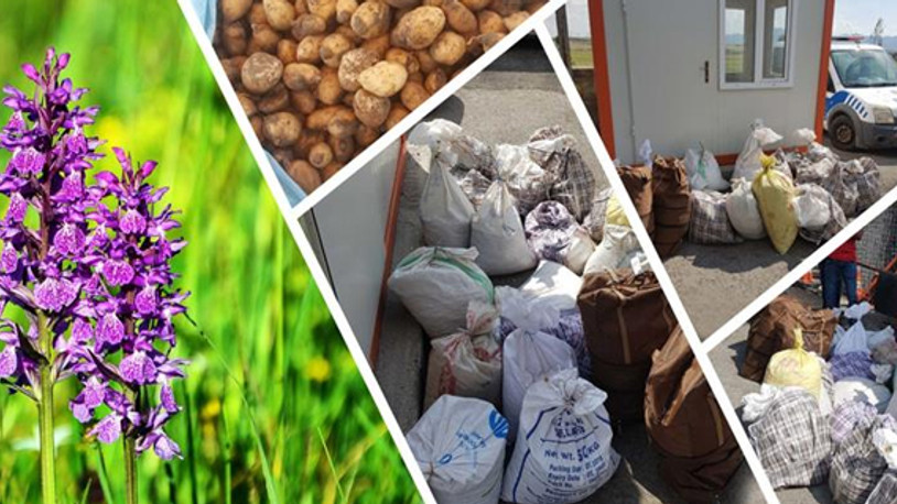 Ağrı'da salep toplayan iki kişiye 600 bin lira ceza