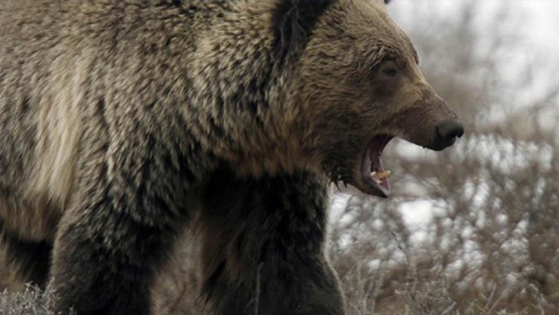 'Ayı saldırılarında insanlar hatalı'