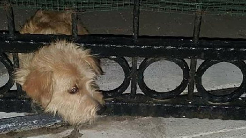 Başını demir kapıya sıkıştıran yavru köpek kurtarıldı