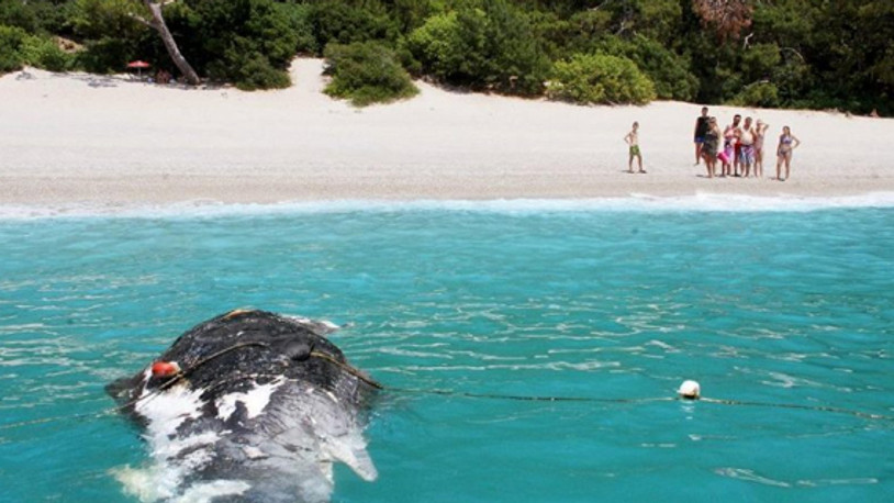 Fethiye’de karaya vurdu görenler şaştı kaldı